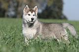ALASKAN MALAMUTE 163